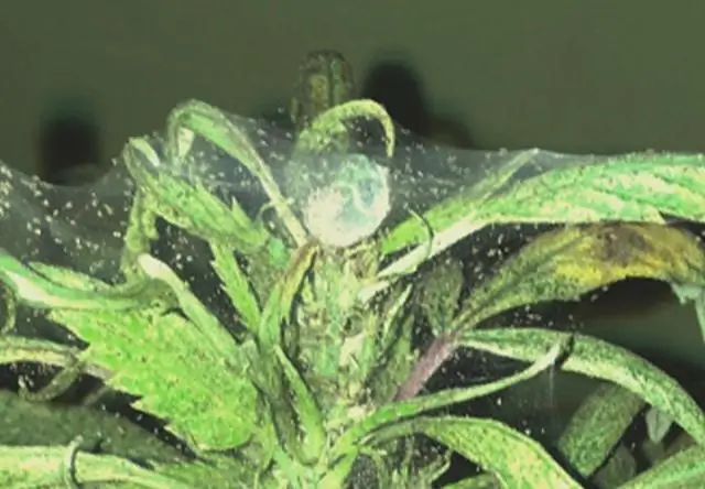 Анализ растений Wise: идентификация метаболитов растений