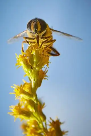 Самки лемуров с цветовым зрением дают преимущества своей группе