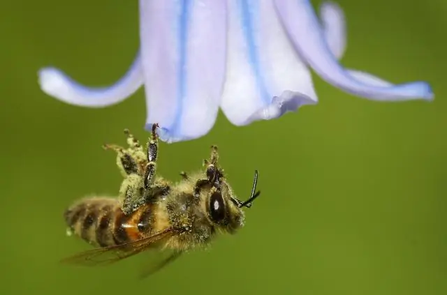 Медоносные пчелы-подростки ускоряют процесс старения своих старших