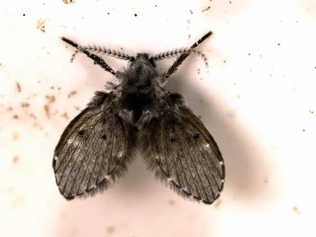 Экспериментальный инсектицид уничтожает комаров, а не пчел