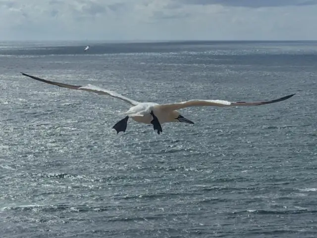 Птицы, летящие сквозь лазерный луч, выявили ошибки в исследованиях полета, показывают исследования