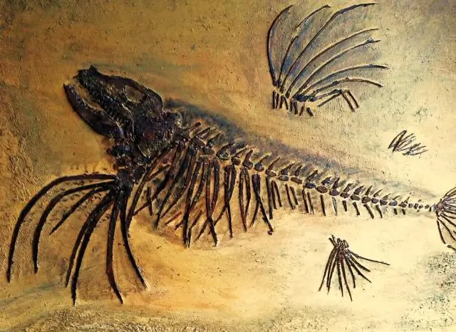 Окаменелости рыб показывают, как эволюционировали хвосты, считает профессор