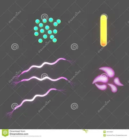 Бактериальные L-формы: независимая форма жизни, которая может размножаться бесконечно