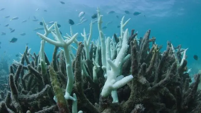 Второй взгляд на виновника обесцвечивания кораллов