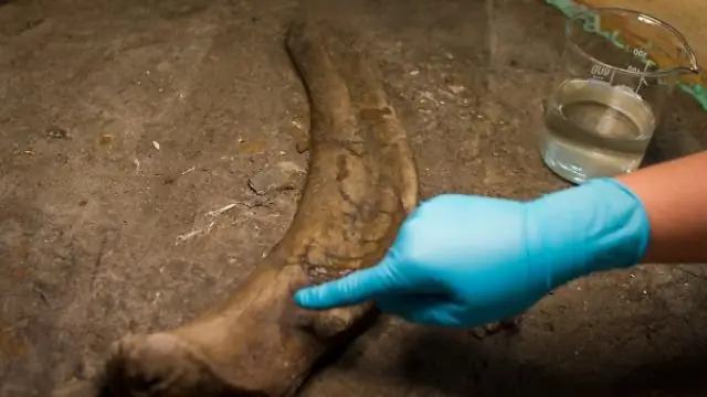 Ученые исследуют бактерию, обнаруженную на глубине 1000 футов под землей: она устойчива к 18 различным антибиотикам