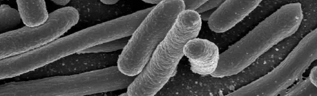 Кислород может разбудить спящие бактерии для атаки антибиотиками