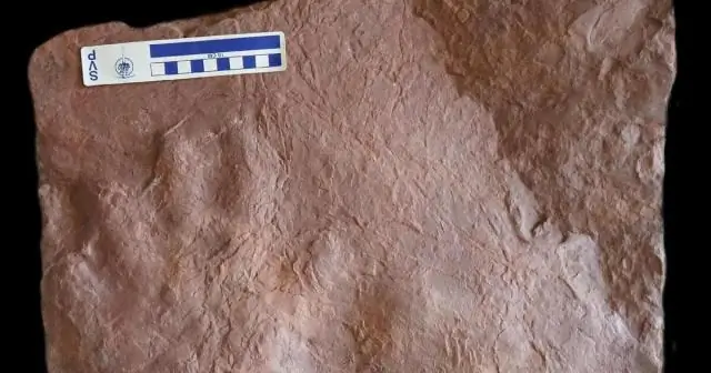 Окаменевшие свидетельства наличия опухоли у млекопитающего-предшественника возрастом 255 миллионов лет