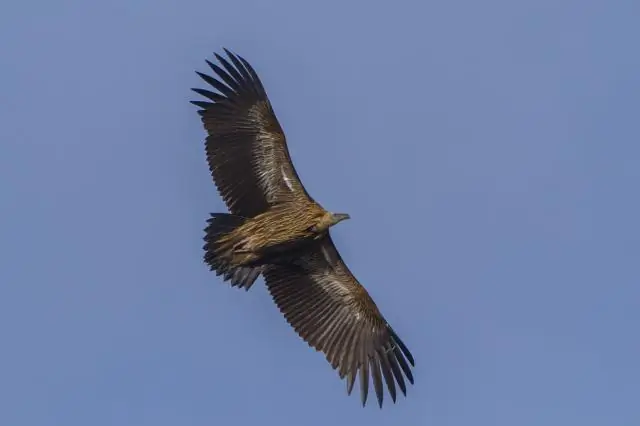 Исследование миграции людей может помочь понять метастазы рака: модульность влияет на миграцию одноклеточных людей