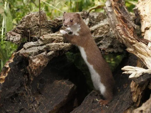 Как миниатюрные хищники добывают свои любимые почвенные бактерии: вынюхивают ваш обед в темноте