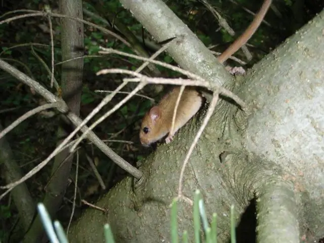 Образец янтаря предлагает редкий взгляд на пернатый хвост динозавра