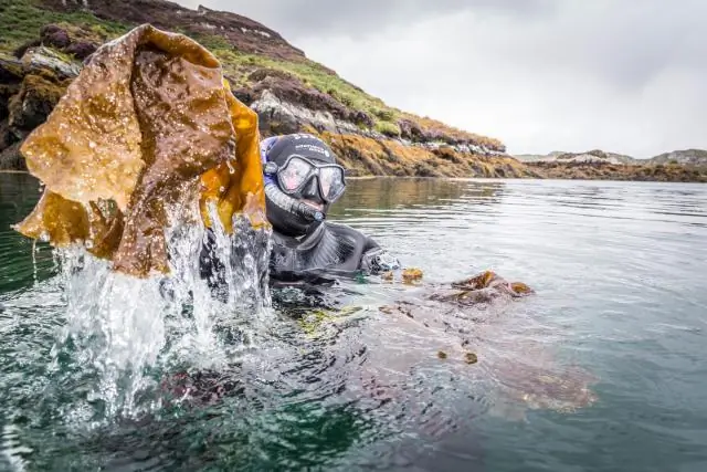 Поврежденные водоросли могут восстановиться