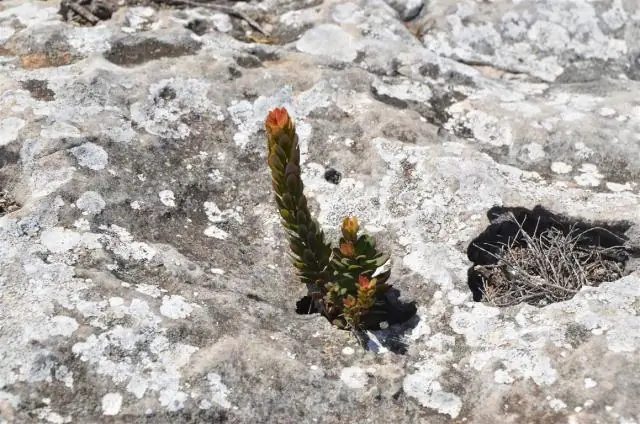 Пауки-люки исчезают из австралийского ландшафта