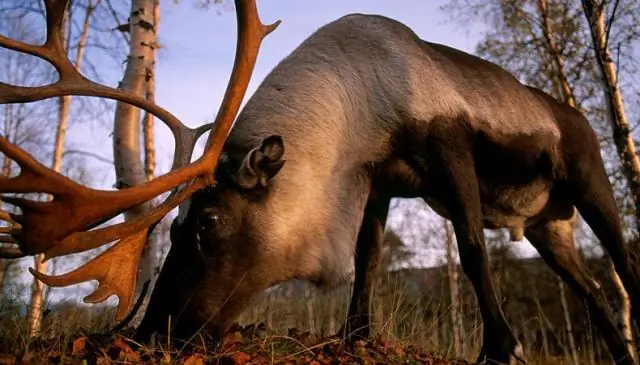 Олени остались голодными и сокращаются в условиях потепления