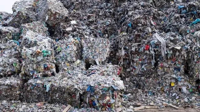 Новое исследование удваивает количество видов птиц в мире