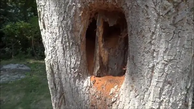 Опилки заново изобретены в супергубку для разливов нефти