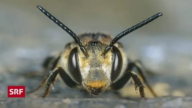 Неоники разрушают вибрации шмелей, показывают исследования