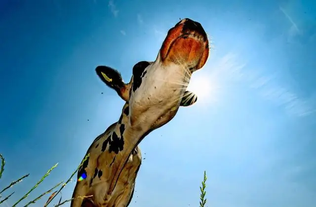 Келп побеждает жару