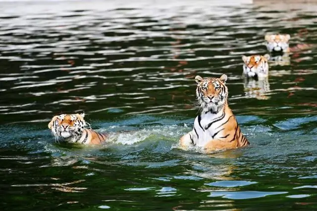 Прогнозирование подходящих мест обитания сибирской белки-летяги при различных сценариях рубок