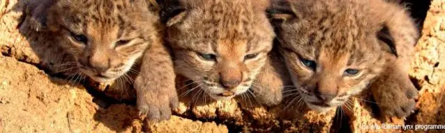 Ученые секвенируют геном иберийской рыси, наиболее исчезающего вида из семейства кошачьих