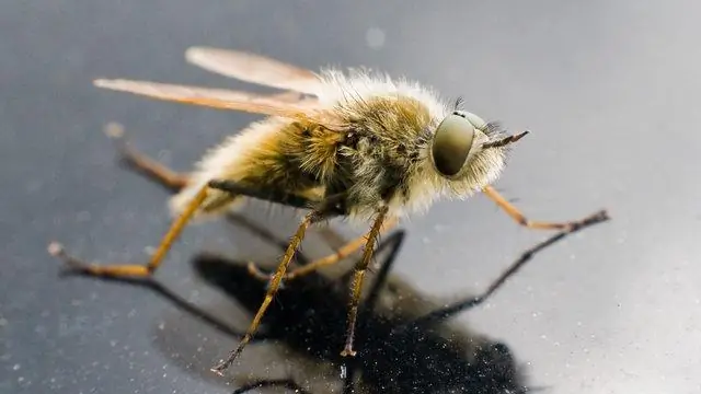 Последовательность генома показывает, почему белокрылка представляет собой такую огромную угрозу продовольственной безопасности