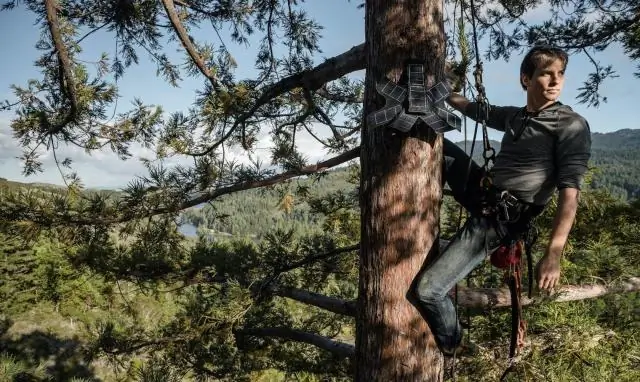 Предсказание вымирания с помощью Святочного дерева: исследователи создают математическую модель для построения графика эволюции