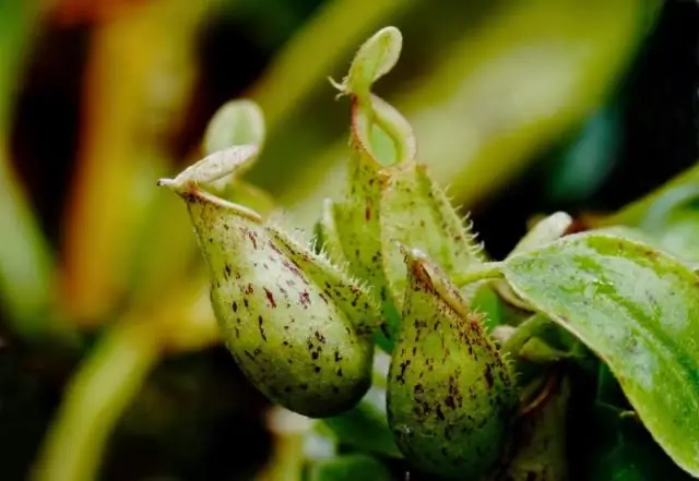 Насекомоядные летучие мыши с длинными пальцами также могут ловить рыбу, если представится такая возможность