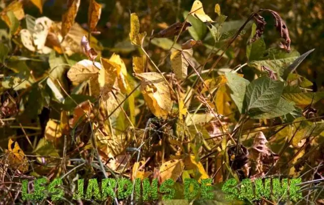 Как влажность почвы может помочь предсказать перебои в подаче электроэнергии, вызванные ураганами: исследователи используют спутниковые снимки, чтобы определить, где деревья могут выбить линии электро