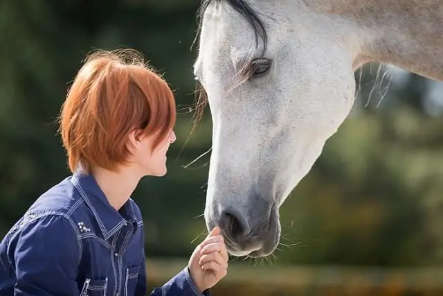 Когда лошади попадают в беду, они просят помощи у людей