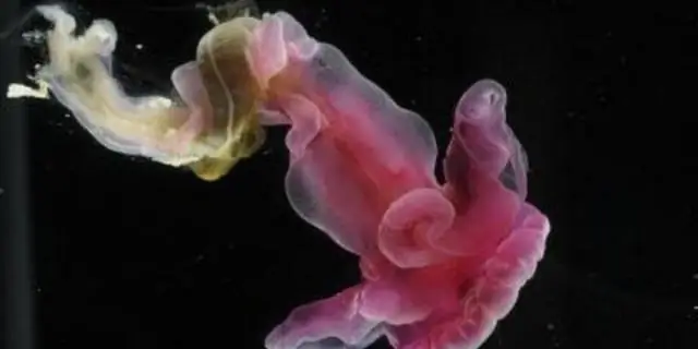 Удивительные новые существа обнаружены на дне океана