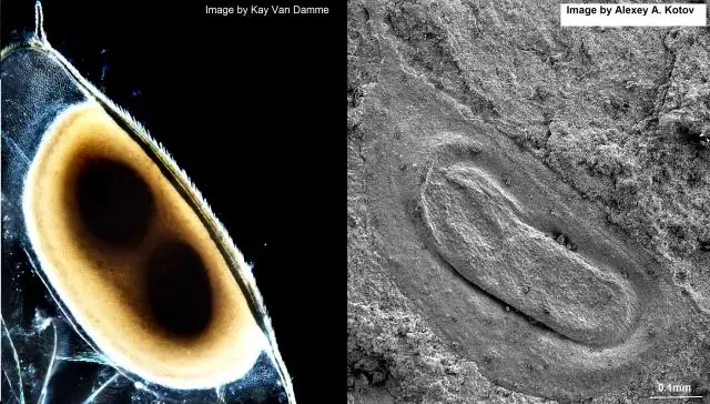 Окаменевшие дафнийские блохи: эволюция группы микроракообразных Cladocera