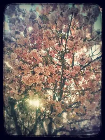 Цвести или не цвести: вот в чем вопрос