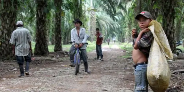 Передвижение бабочек в тропических лесах ограничено плантациями масличных пальм