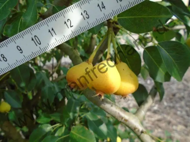 Самые ранние свидетельства того, что растения были приготовлены в древней глиняной посуде