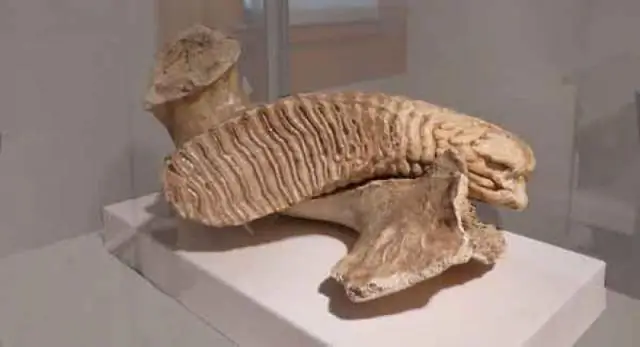 Недавно обнаруженный осьминог «Каспер» находится под угрозой из-за глубоководной добычи полезных ископаемых