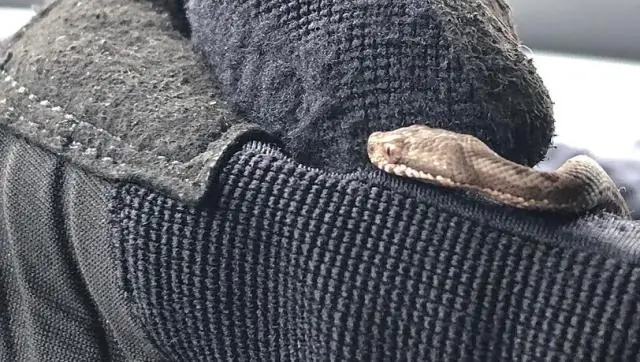 Стрессовые змеи нападают первыми