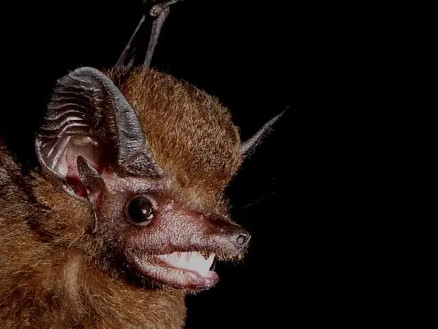Сладостный запах фиников для летучих мышей