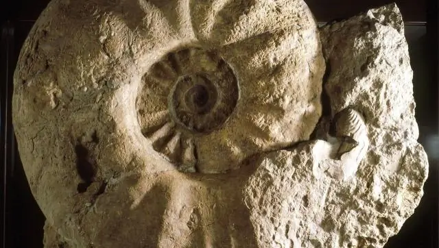 Температура влияет на биоразнообразие