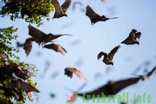 Массовые миграции насекомых в небе Великобритании