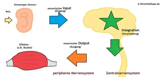 Biology’s 'макетная доска': изучение нервной системы человека с пониманием мозга червя
