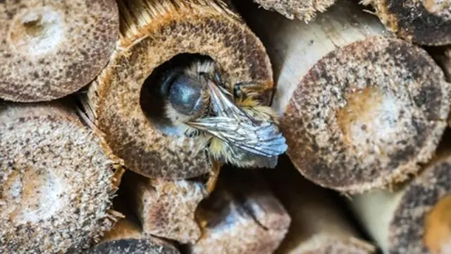 «Муравьевидные» пчелы среди недавно обнаруженных пустынных видов: одиночные пчелы, по-видимому, являются важными опылителями местных растений гофрированного мата
