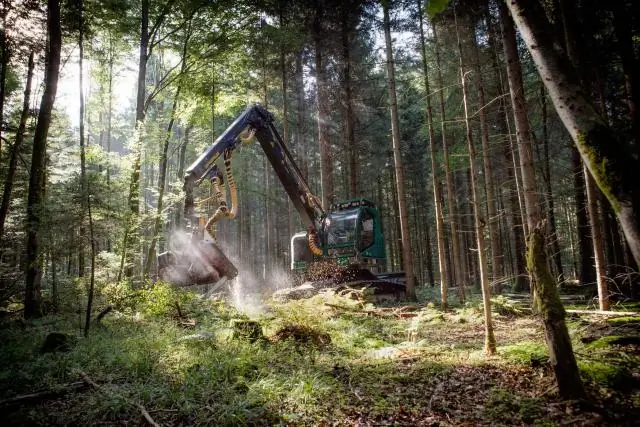 Экономика лесной биомассы создает препятствия для развития сельских районов
