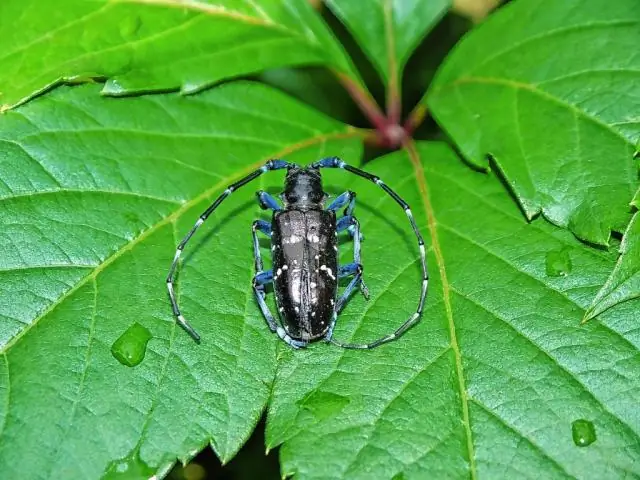 Доказательства перемещения возбудителя картофельного голода