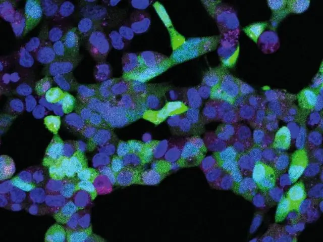 Новый инструмент проливает свет на конденсацию белков в живых клетках