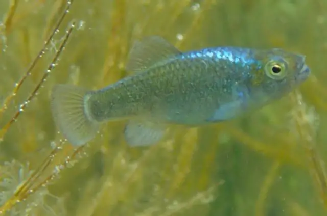 Отчаяние: исследование багамских куколок выявило гены-кандидаты, управляющие пищевыми нишами