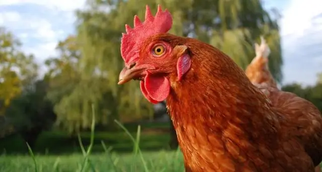 Думай о курице: Думай умно, заботливо и комплексно: в обзоре рассматриваются исследования куриного интеллекта, социального развития и эмоций