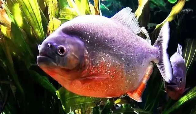 Мутные воды Амазонки Видение облачной рыбы: южноамериканские цихлиды имеют ограниченное использование генов, общих с африканскими родственниками