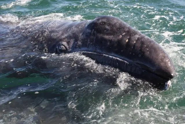 Eelgrass в Пьюджет-Саунд в целом стабилен, но некоторые местные пляжи страдают