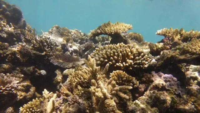 Предсказывается будущее коралловых рифов в условиях изменения климата: прогнозы ежегодного обесцвечивания кораллов с высоким разрешением могут помочь определить приоритеты рифов для сохранения