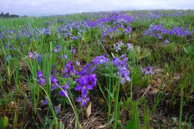 Пчелы предпочитают теплые фиалки в прохладных лесах, выяснили ученые