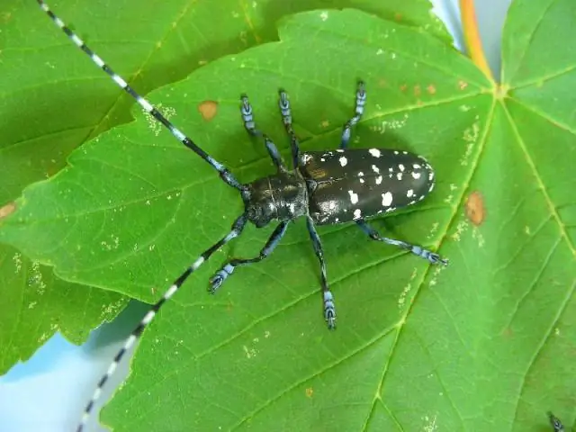 Восемь европейских стран борются с азиатским жуком-усачом